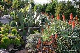 My Top Five Firewise Succulents Succulents And Succulent Garden Design Debra Lee B Succulent Landscaping Succulent Landscape Design Succulent Garden Design
