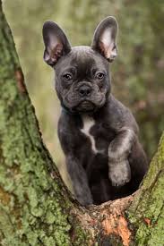 They are susceptible to the color dilution alopecia, which is a genetic disorder that. Blue French Bulldog Breed Info 5 Must Know Facts Perfect Dog Breeds