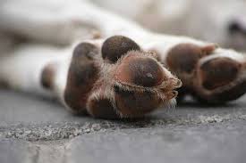 Epingle Sur Chien