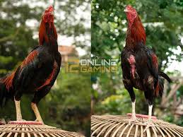 Mengenal Ayam Aduan Khoygon Ayam