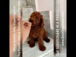 Black, red, apricot , and brown. Toy Poodle Puppies For Sale 9350926445 Import Line Apricot Colour Youtube