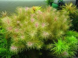 Rotala Sp Vietnam Plante