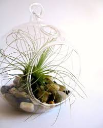 5 5 Plant Terrarium Glass Gch101 05 Cs Hanging Plant Terrarium Containers Wholesale Hanging Glass Terrarium Hanging Terrarium Terrarium Containers