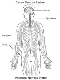 Many visceral organs are supplied with fibers. Nervous System Coloring Page Free Printable Coloring Pages Nervous System Nervous System Diagram Human Body Systems