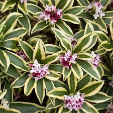 Daphne Odora Rebecca Hewreb Dobbies Garden Centres Evergreen Winter Plants Fragrant Plant Plants