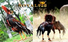 Ayam Aduan Pakhoy Super Ayam Jepang