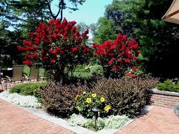 Pin On Gardening With Crape Myrtle