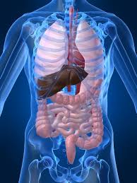 Nhs 111 Wales Encyclopaedia Primary Biliary Cirrhosis