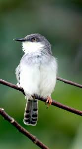 Download suara ciblek kristal super gacor ngebren mp3 dari berbagai variasi suara kicau burung ciblek untuk masteran atau isian akan menjadi topik pembahasan kali ini. 6 Makanan Ciblek Agar Sehat Gacor Dan Rajin Ngebren Binatang Peliharaan