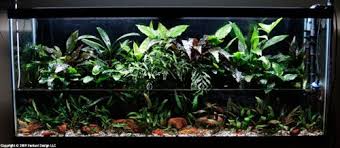 Riparium How To High Humidity Setups Aquatic Plants Cool Plants Easy Plants