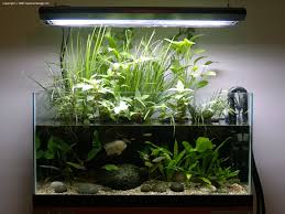 Plants C Carex Page 13 Fish Tank Plants Planted Aquarium Nature Aquarium