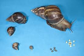 Photos Of The Giant Snail That S Menacing Florida Giant Snail Giant African Land Snails Snail