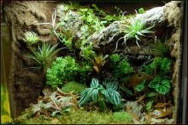 Diy Phone Background Terrarium With Cave Google Search How To Make Terrariums Terrarium Phone Backgrounds