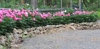 Peony Garden Planning Designing With Peonies Peonies Garden Garden Design Plans Garden Planning