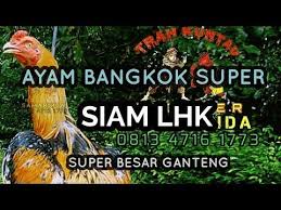 Ayam Bangkok Super Besar Siam Lhk Thailand Ratu Kuning Putih Youtube Bangkok Youtube Hewan