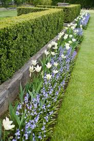Garden Hedges Garden Hedges Outdoor Gardens Backyard Landscaping