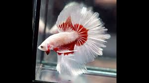 Top view feeding 3rd act: Betta Fish White Platinum Dragon Inner Red Halfmoon Hm Male 283 Youtube