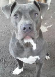 Staffy, staff, sbt, stafford, staffy bull. 9 Things You Should Nose About The Blue Nose Pitbull Animalso