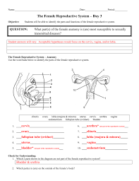 Female reproductive system (grades 6 to 8) subject: Day 3 Female Anatomy Answer Sheet