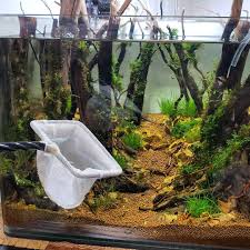 Riparium Complete Care Guide How To Build Bantam Earth Fish Tank Plants Aquascape Design Fresh Water Fish Tank