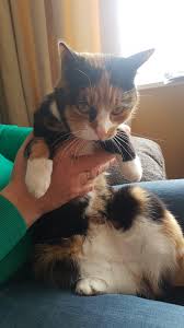 With temperatures finally on the rise, vets are warning pet owners to be on their guard for the. My Cat Tried Eating A Wasp And Got Stung Animalsbeingderps
