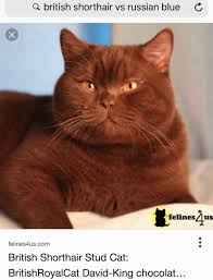 Pin By Matilda Nilsson On Lionstigers Bearsohmy British Shorthair Cats Cats British Shorthair
