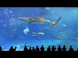 Relaxing Sounds Of An Aquarium With Soothing Music 2 Hours Youtube Relaxing Music Underwater Music