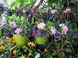 Pin On Garden Love