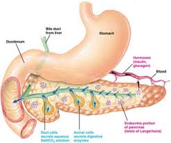 Pancreas Anatomia Sistema Digestivo Anatomia Y Fisiologia