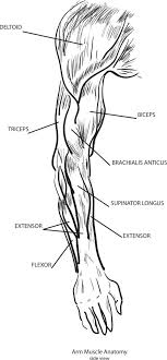 Muscles names can actually be used as a short cut to learn a muscle's location, shape and it's function. Two Jointed Muscles Of The Arms How To Train Them Breaking Muscle