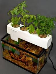 Diy Aquaponic Gardening Google Search Aquaponics Fish Indoor Aquaponics Aquaponics Diy