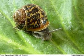 Garden Snails Helix Aspersa Uk Safari Snails In Garden Snail Garden