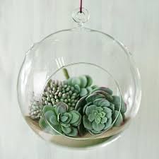 Set Of 6 6 Air Egg Shaped Plant Holders Glass Terrariums Wholesale In 2020 Hanging Plant Holder Hanging Plants Hanging Glass Terrarium