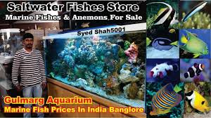 Marine Fish Aquarium Shop Banglore Gulmarg Aquarium Salt Water Fish In Marine Fish Aquarium Shop Aquarium