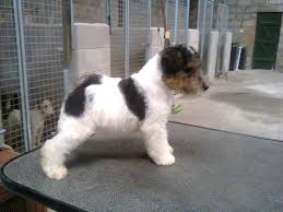 Sometimes, you may find dogs and. Top Class Wire Haired Fox Terrier Pups For Sale Todmorden Lancashire Pets4homes