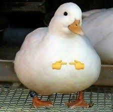 Borrowed from spanish pato (literally duck), since it was originally played with a live duck inside a basket instead of a ball. Pato Timido Cute Memes Really Funny Memes Animal Memes