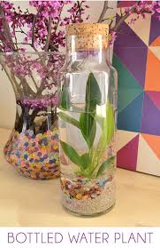 Diy No Care Required Water Terrarium Water Terrarium Indoor Water Garden Water Plants