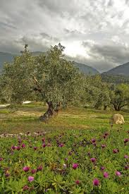 Olive Trees Scape Olive Tree Nature Landscape