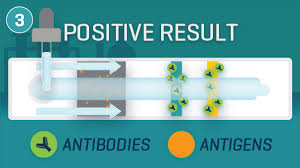 How Scientists Test For Covid 19