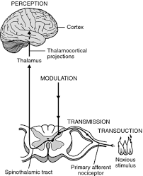 Nociception Divided Into Four Stages 1 Transduction 2 Transmission 3 Perception And 4 Modulat Medical Dictionary School Study Tips Anatomy And Physiology