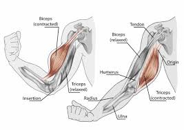 Understanding how the body moves and creates movement with the muscles is a huge part of the job. Two Jointed Muscles Of The Arms How To Train Them Breaking Muscle
