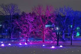 This Year See Morton Arboretum Holiday Lights From Your Car In 2020 Holiday Lights Lights Arboretum