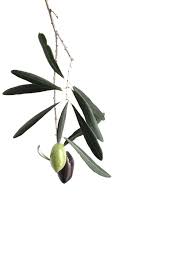 In The Company Of Olives Letnie Printy Botanika Rasteniya