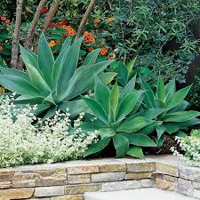 The Most Beautiful Agave Plants And How To Care For Them Sunset Succulent Landscaping Plants Succulent Landscape Design