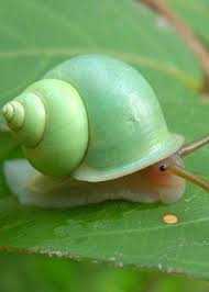 When I Was Six I Posted Two Snails Through A Neighbours Letter Box Hannah From Uk O Snail Pet Snails Creepy Crawlies