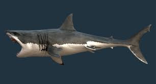 Realistic Great White Shark 3d Model Great White Shark Shark White Sharks