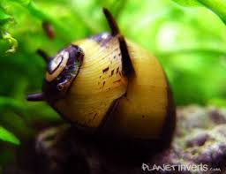 Nerite Snail Eggs Care Algae Eating Tips And Lifespan All About Nerite Snails Aquarium Snails Freshwater Aquarium Shrimp Snail