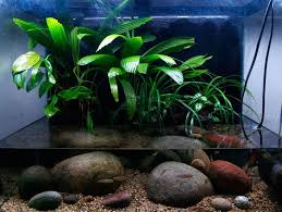 Riparium Aquatic Plants Planted Aquarium Aquascape Aquarium