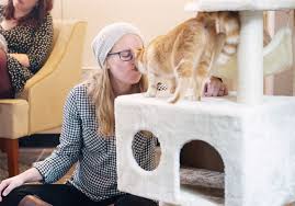 Superstitious folks would call it the luck of the black cat. Strip District S Colony Cafe Pittsburgh S First Cat Cafe To Close Amid Covid 19 Shutdown Pittsburgh Post Gazette
