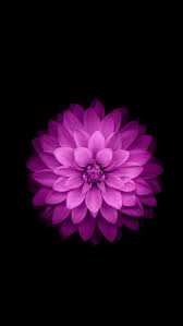 Iphone 6 Plus Wallpaper Official Purple Lotus Flower Hd Wallpapers Wallpapers Download High Resolution Wallpapers Flower Iphone Wallpaper Iphone 6 Plus Wallpaper Iphone 5s Wallpaper